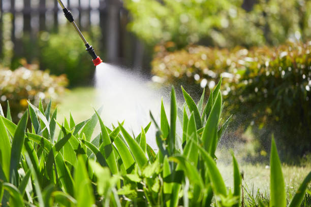 24/7 Emergency Termite Control experts in Ivanhoe, CA