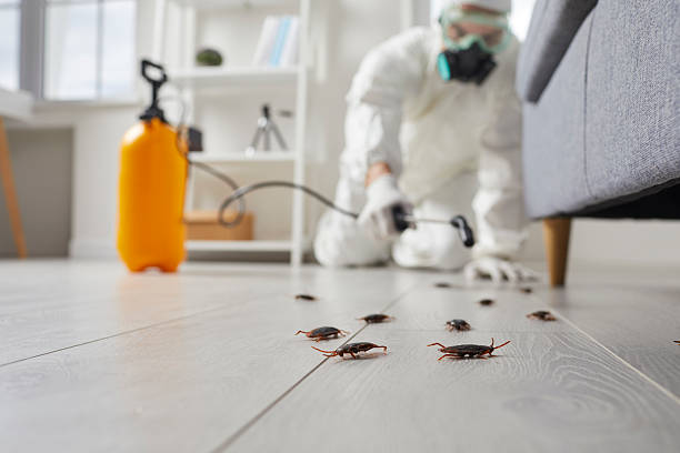 Affordable Termite Control solutions in Ivanhoe, CA